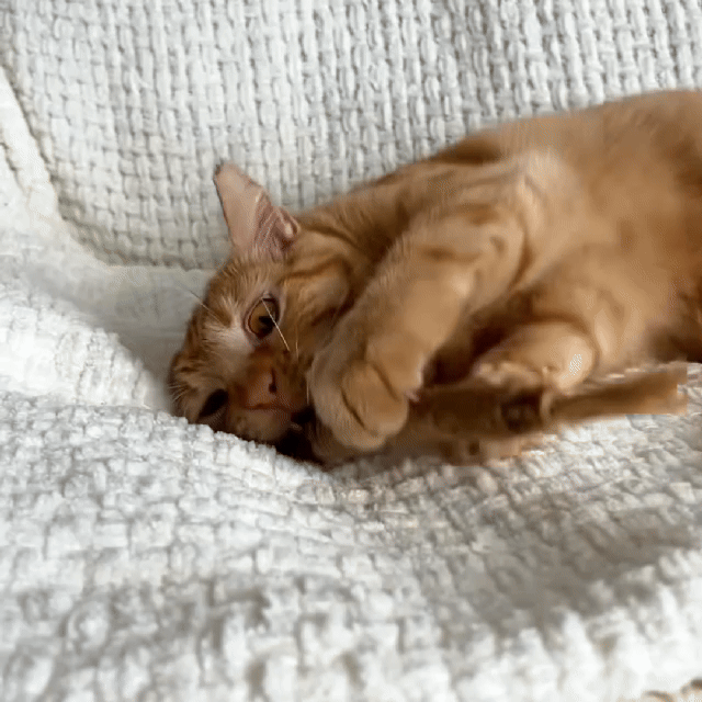 Purriq Natürliche Silvervine-Zahnsticks